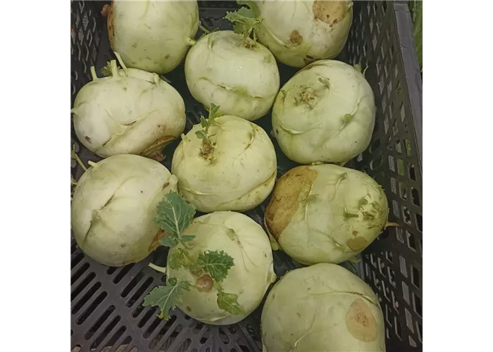 Kohlrabi ERNTE Kohlrabi ERNTE