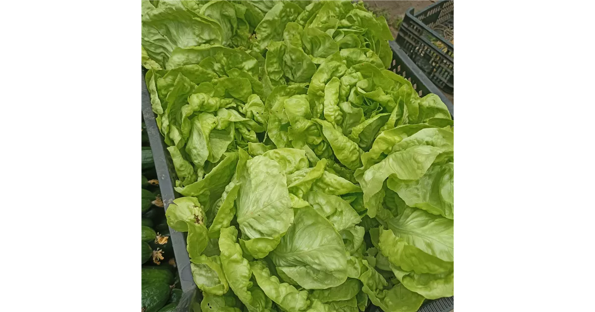 bio dünger für rosen Azet RosenDünger – Neudorff Shop