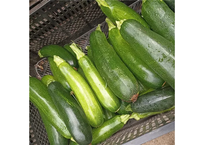 Zucchini ERNTE