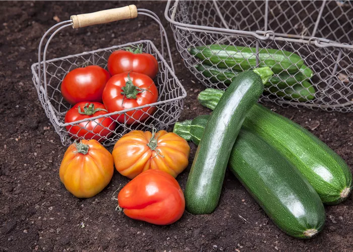 Tomaten zum einkochen  Tomaten zum einkochen