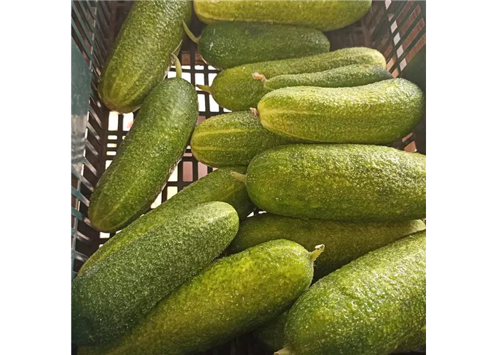 Einlegegurken ERNTE Einlegegurken ERNTE