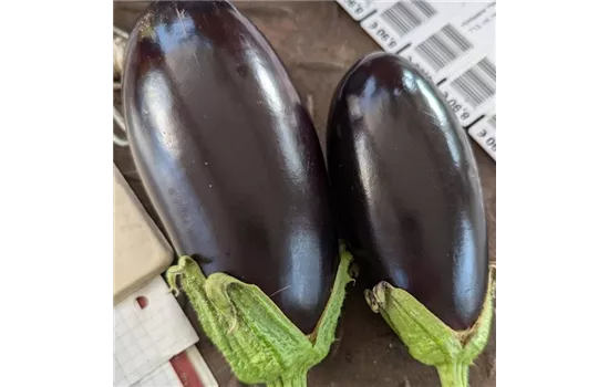 Aubergine Aubergine