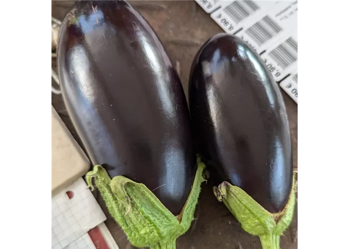Aubergine Aubergine