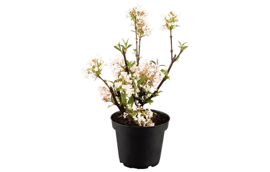 Viburnum bodnantense 'Charles Lamont' Viburnum bodnantense 'Charles Lamont'