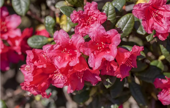 Rhododendron repens 'Abendrot'