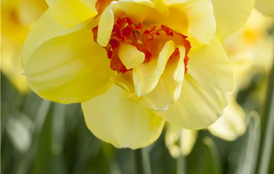 Narcissus Tahiti Narcissus Tahiti