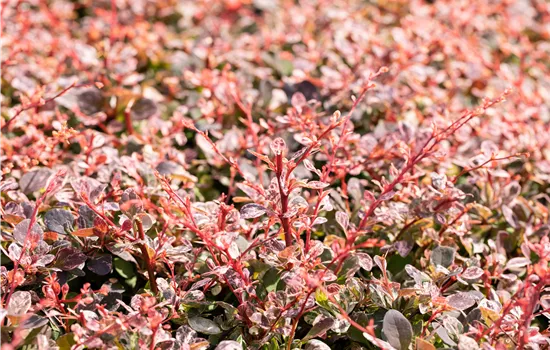 Berberis thunbergii 'Harlequin'