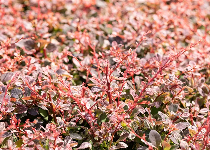 Berberis thunbergii 'Harlequin' Berberis thunbergii 'Harlequin'
