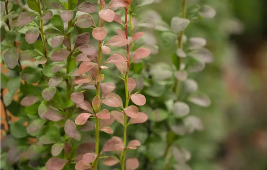 Berberis thunbergii 'Helmond Pillar'