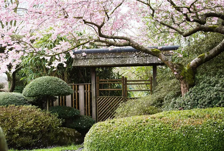 Prunus subhirtella 'Accolade'