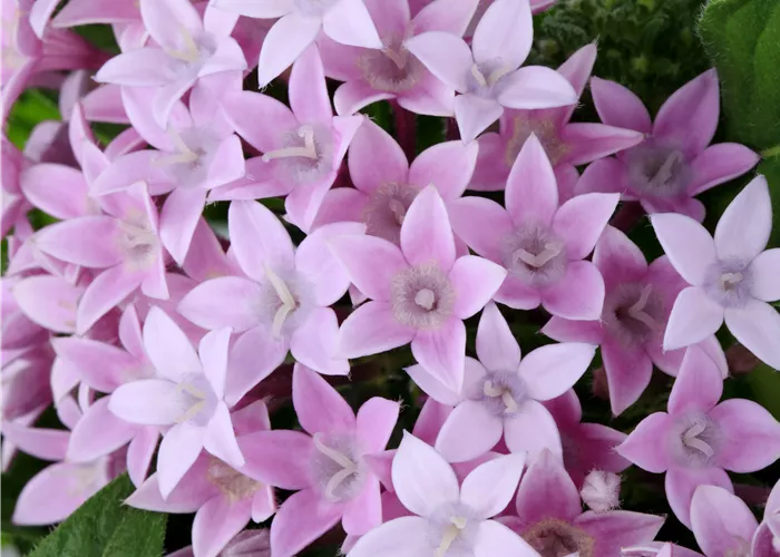 Beetpflanzen Colour Your Garden Duo