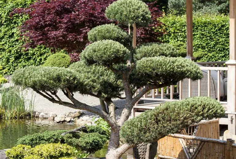 Pinus mugo