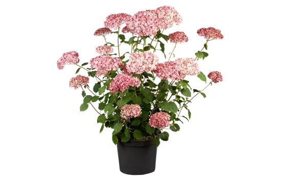 Hydrangea arbor. pink annabelle Hydrangea arbor. pink annabelle