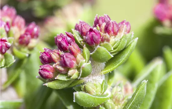 Crassula schmidtii Crassula schmidtii