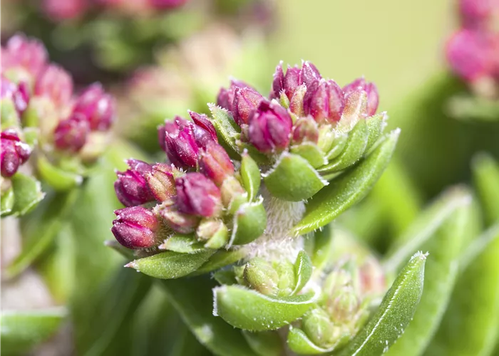 Crassula schmidtii Crassula schmidtii
