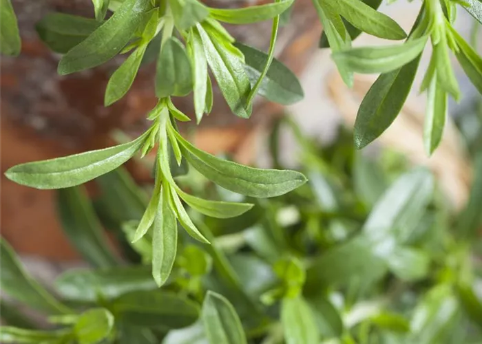 Bohnenkraut Bohnenkraut