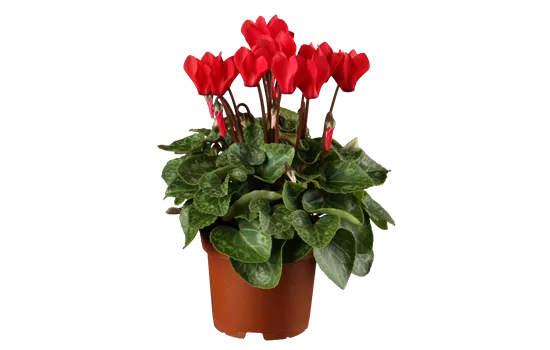 Cyclamen pers. Outland Mini Verano Cyclamen pers. Outland Mini Verano
