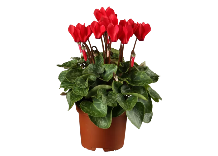 Cyclamen pers. Outland Mini Verano Cyclamen pers. Outland Mini Verano