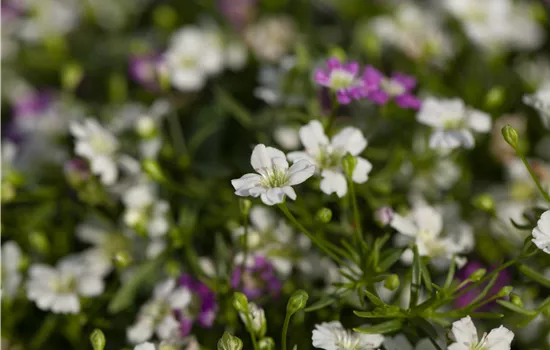 Gypsophila muralis Duo