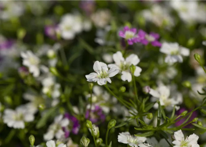Gypsophila muralis Duo Gypsophila muralis Duo
