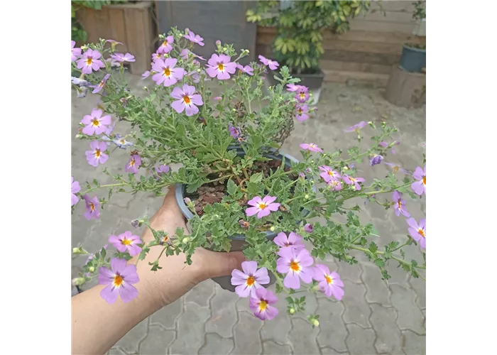 Jamesbrittenia breviflora Jamesbrittenia breviflora