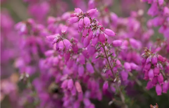 Erica cinerea