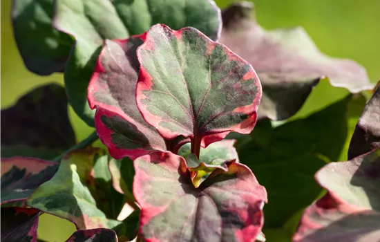 Houttuynia cordata Chameleon Houttuynia cordata Chameleon