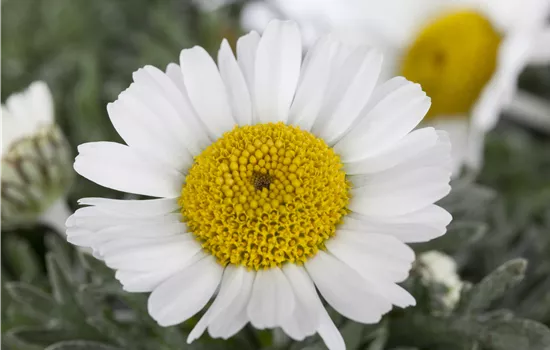 Leucanthemum hosmariense Leucanthemum hosmariense