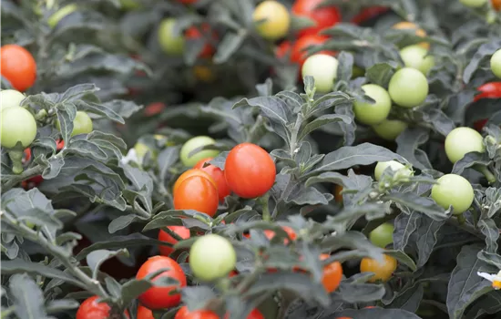 Solanum pseudocapsicum
