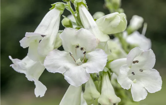 Penstemon digitalis