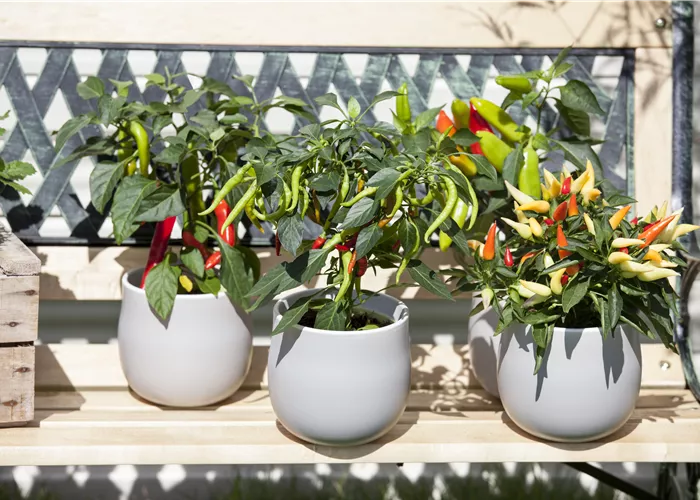 Capsicum annuum (Zierpaprika) Capsicum annuum (Zierpaprika)