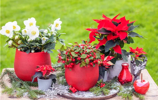 Gaultheria hybride Florry