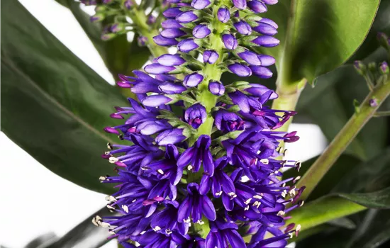 Hebe andersonii All Blooms