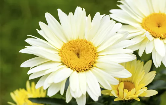 Leucanthemum max. Broadway Lights Leucanthemum max. Broadway Lights