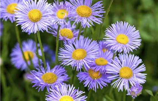 Aster dumosus Aster la vista Aster dumosus Aster la vista