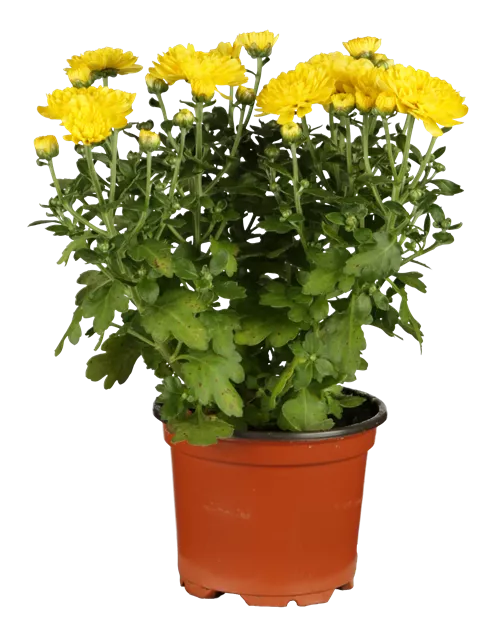 Kirish joyida mast holatda boldim.