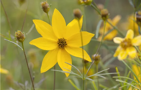 Coreopsis verticillata 'Grandiflora'