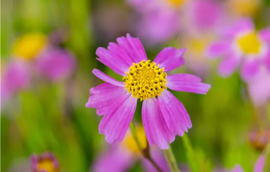 Coreopsis verticillata Twinklebells