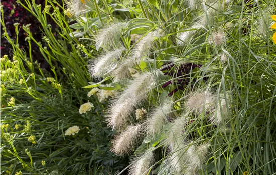 Pennisetum alopecuroides Hameln Pennisetum alopecuroides Hameln