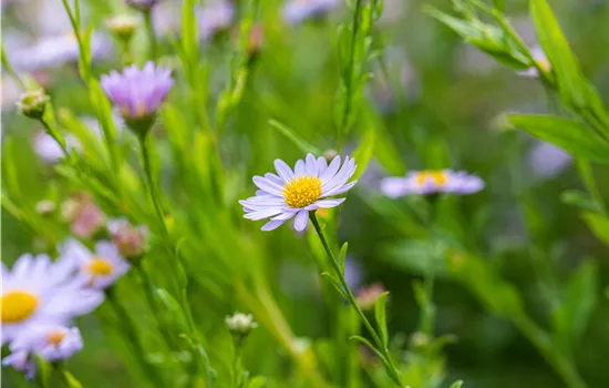 Kalimeris incisa blue