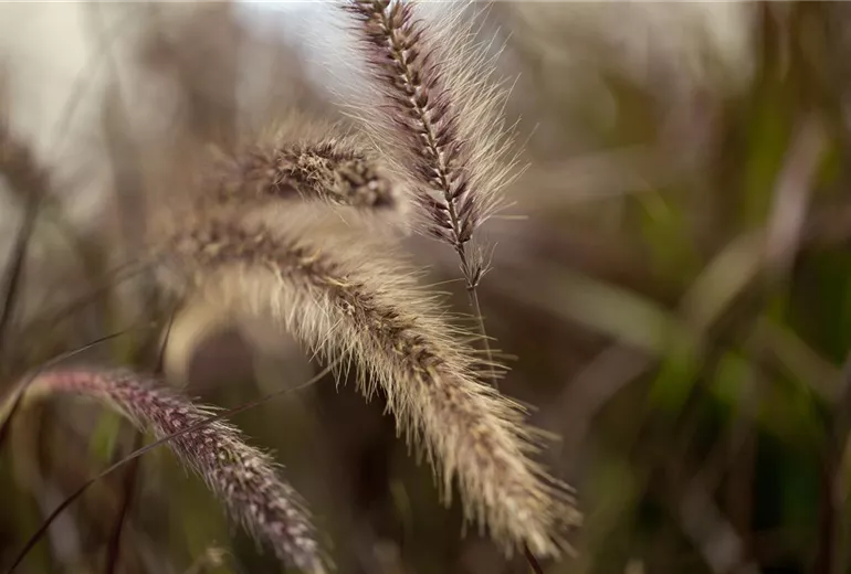 Pennisetum setaceum 'Red Fox' Pennisetum setaceum 'Red Fox'