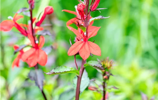 Lobelia speciosa Scarlet