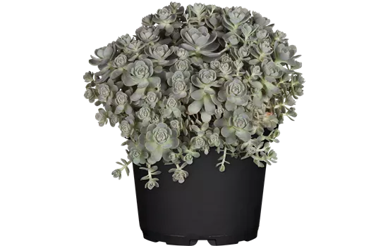 Orostachys spin. Chin. Narrenkappe Orostachys spin. Chin. Narrenkappe