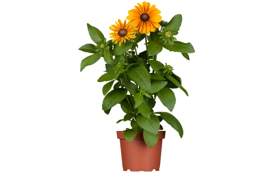 Rudbeckia hirta Toto