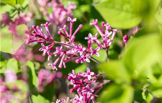 Syringa meyeri 'Lillifee' -R- Syringa meyeri 'Lillifee' -R-
