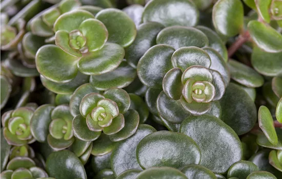 Sedum makinoi Sedum makinoi