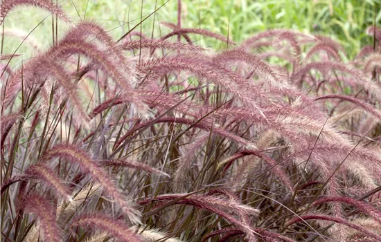 Pennisetum setaceum Rubrum Pennisetum setaceum Rubrum