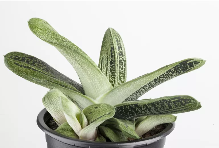 Aloe