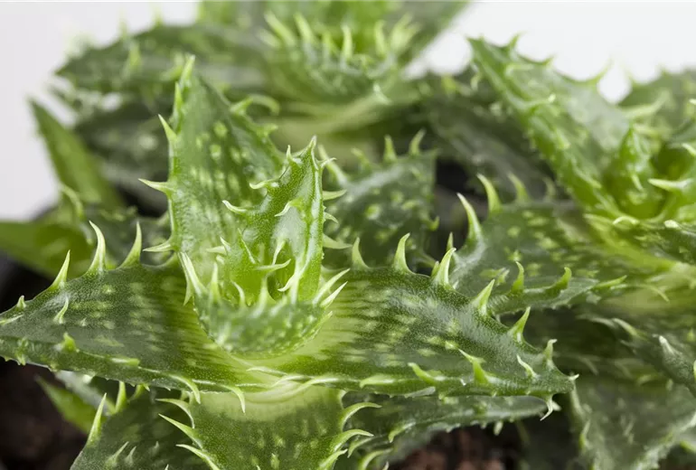 Aloe