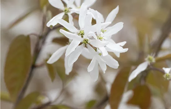 Amelanchier 'Ballerina' Amelanchier 'Ballerina'